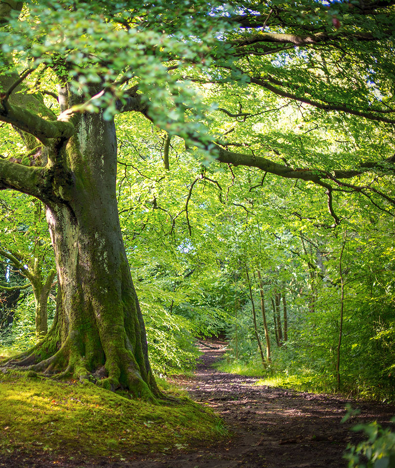 Tree Surgeon in Essex